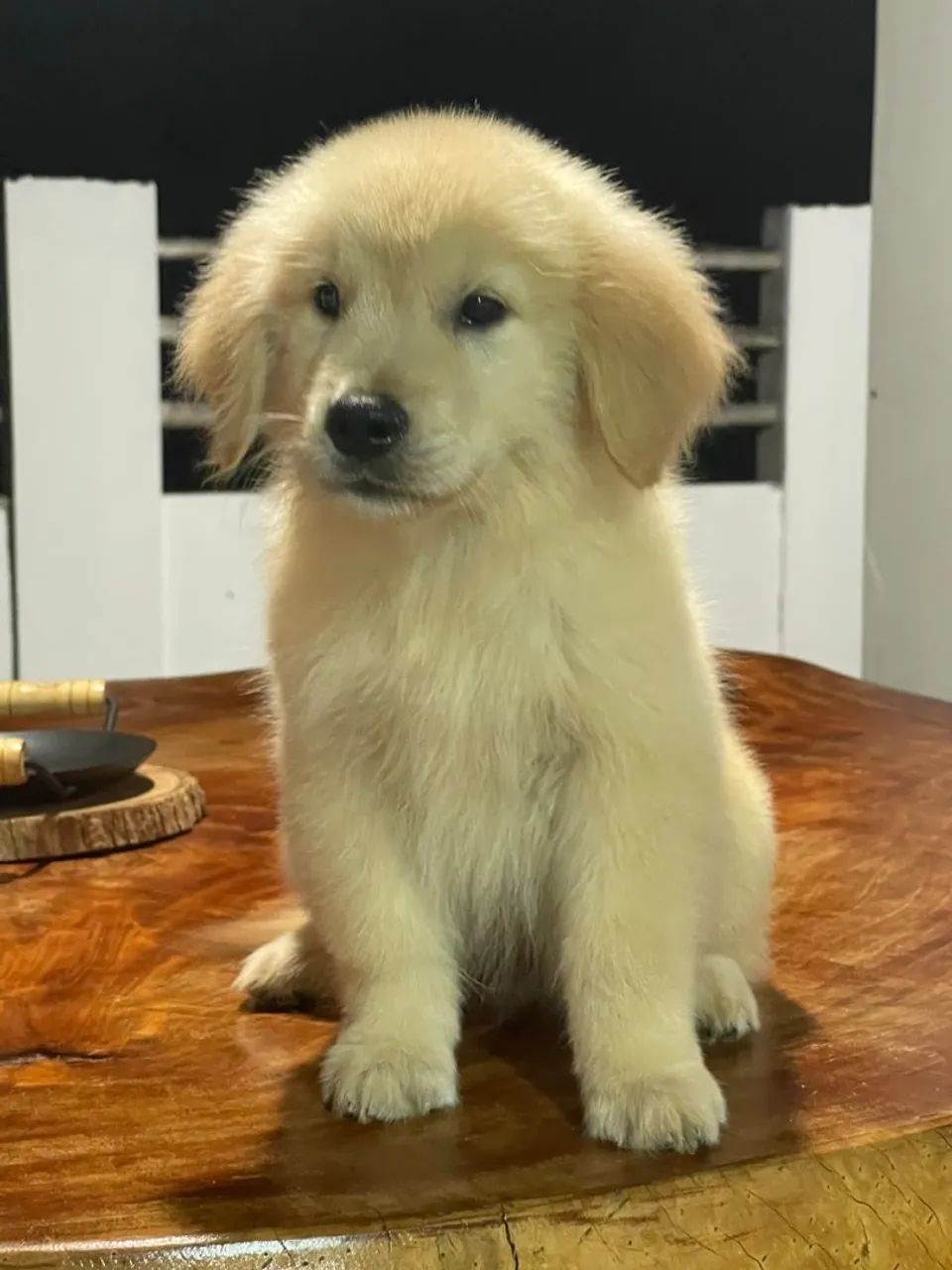 Golden Retriever  - Foto 3