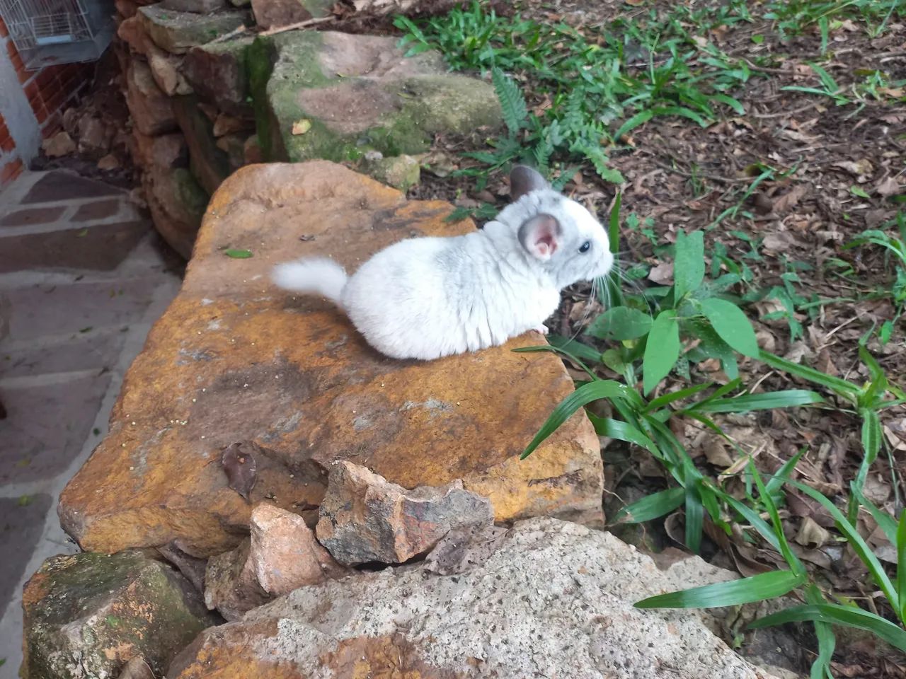 Chinchilas filhotes dóceis para estimação  - Foto 6