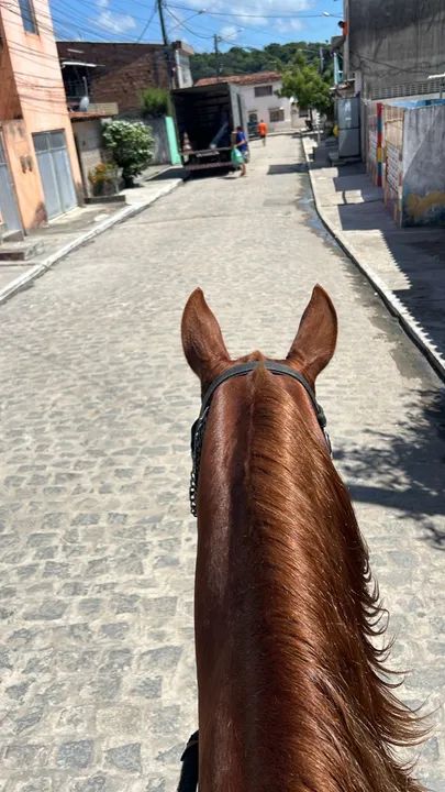 Cavalo Manga larga -  Alazão  - Foto 2
