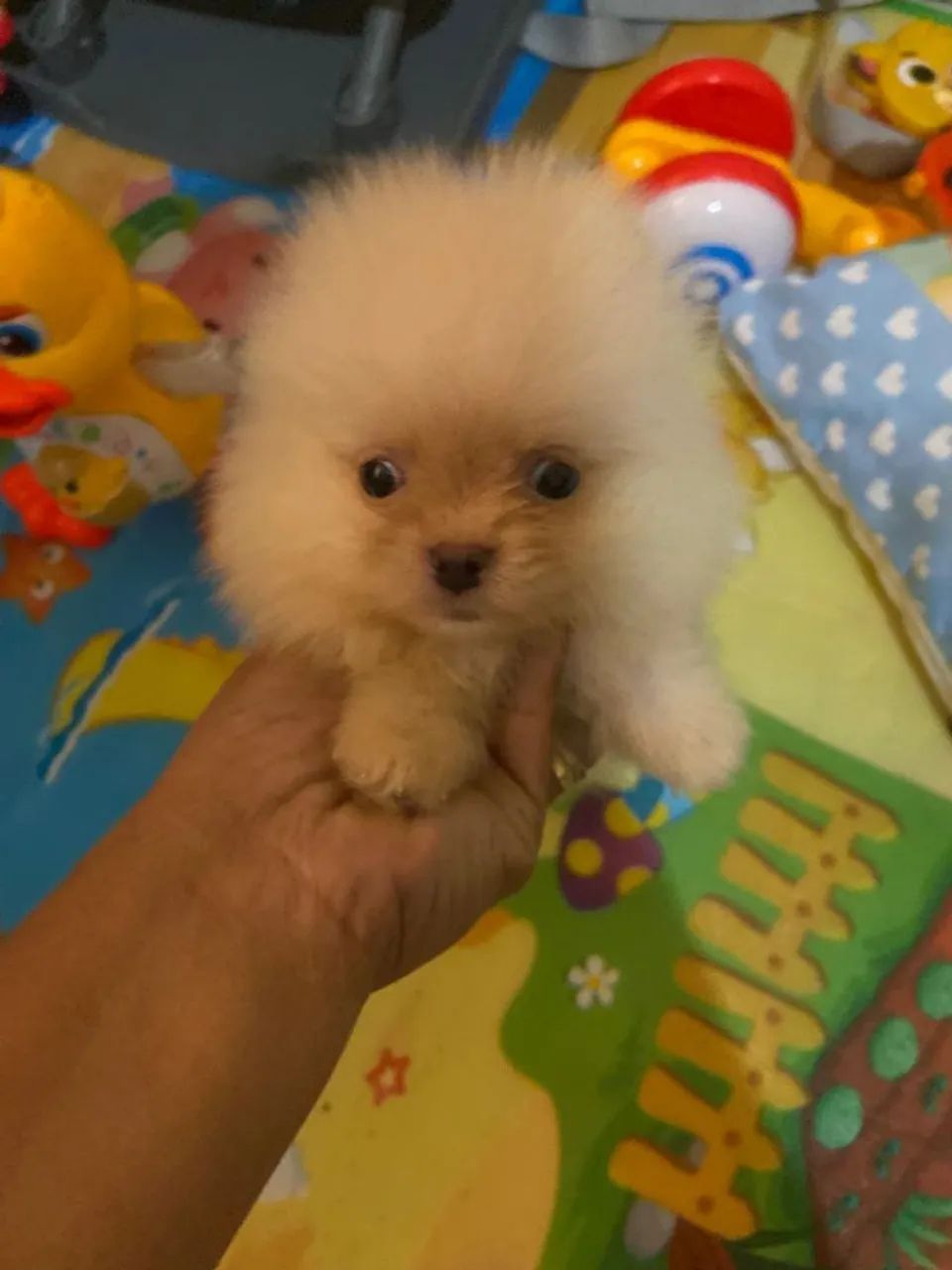 Lulu da Palmeranea  - Foto 2