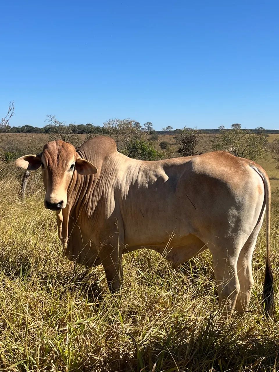 Boi reprodutor  - Foto 3