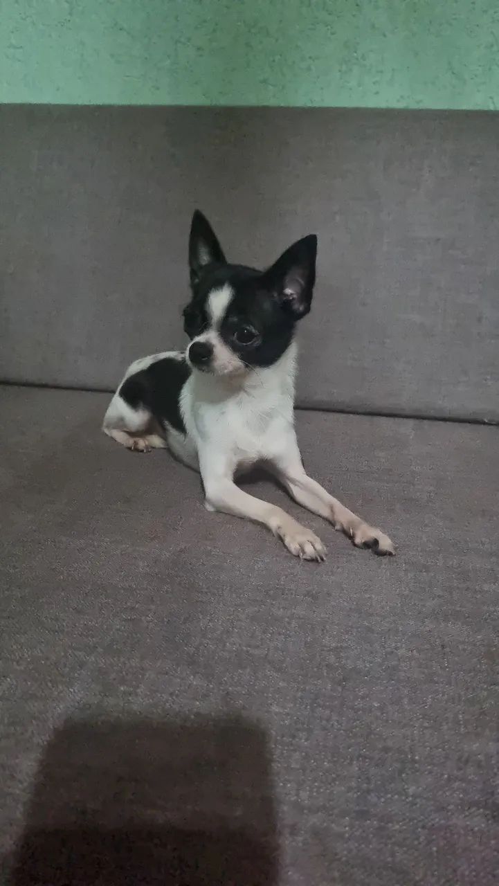 Chihuahua macho