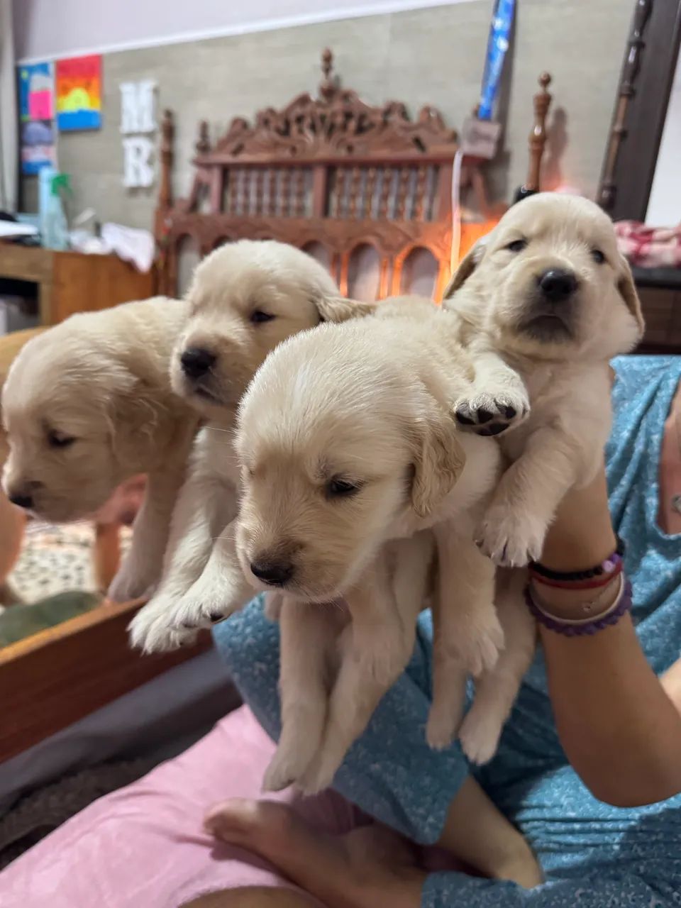 Filhotes de Golden Retriever - Foto 2