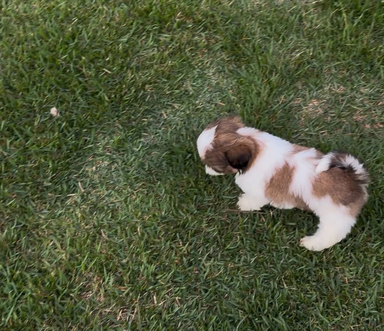 Shih tzu machos  - Foto 2