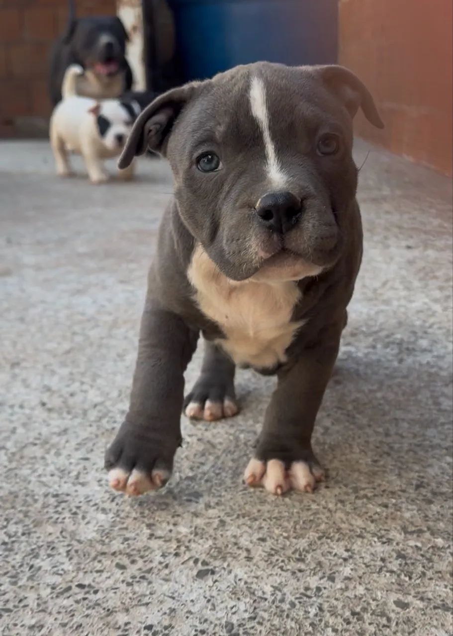 American bully - Foto 4
