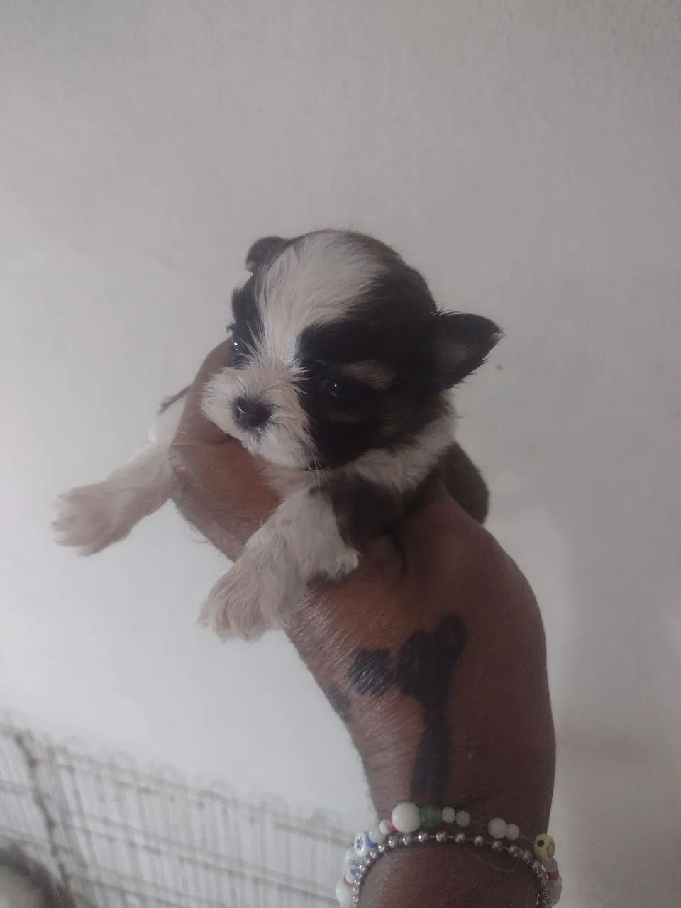 Macho Shih tzu  - Foto 5