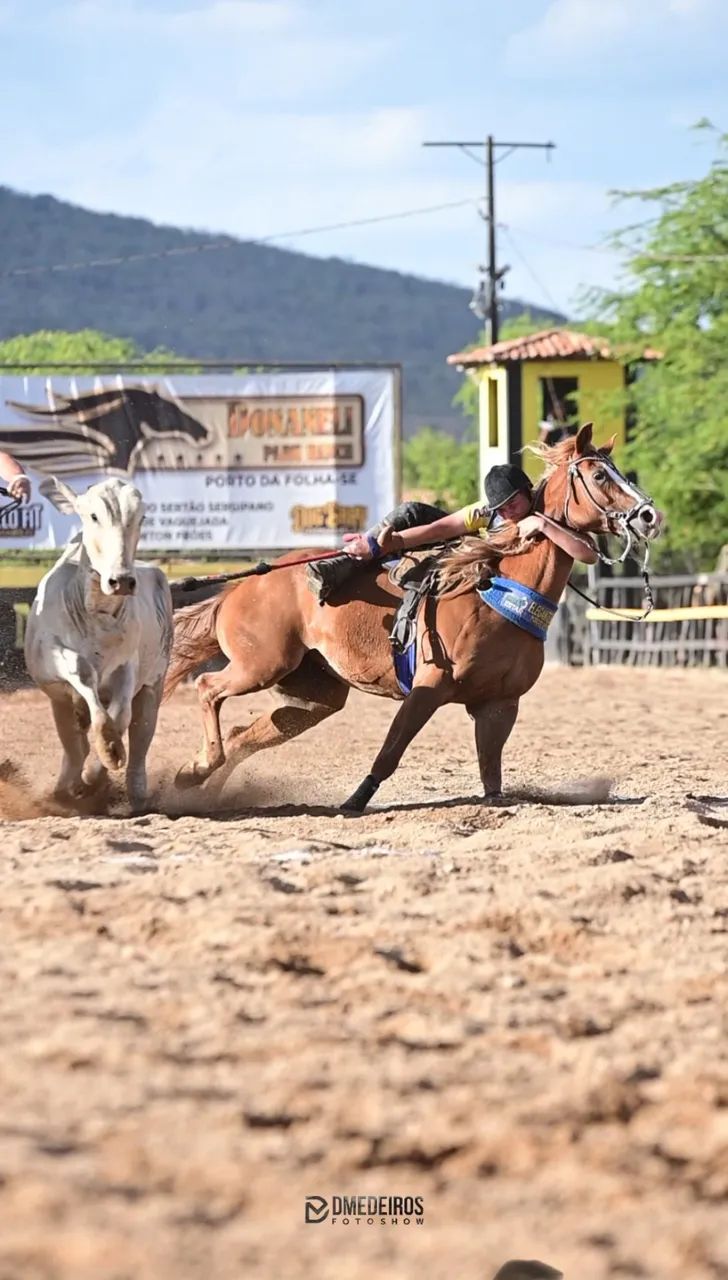 Cavalo