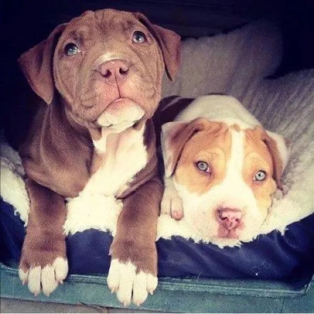 Filhotes de Pitbull espertos e elegantes !