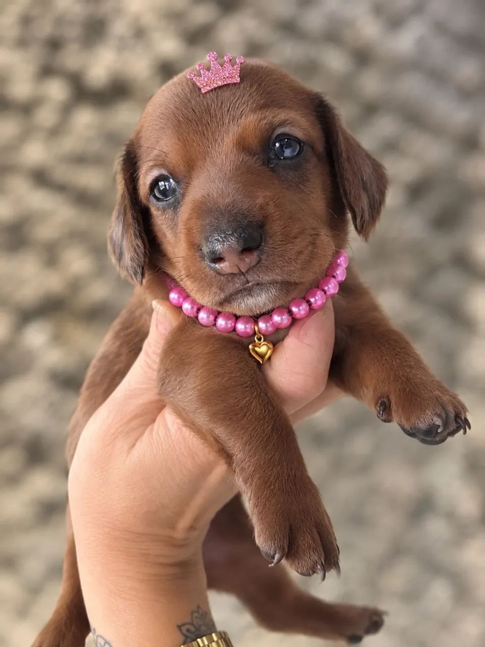 Dachshund 