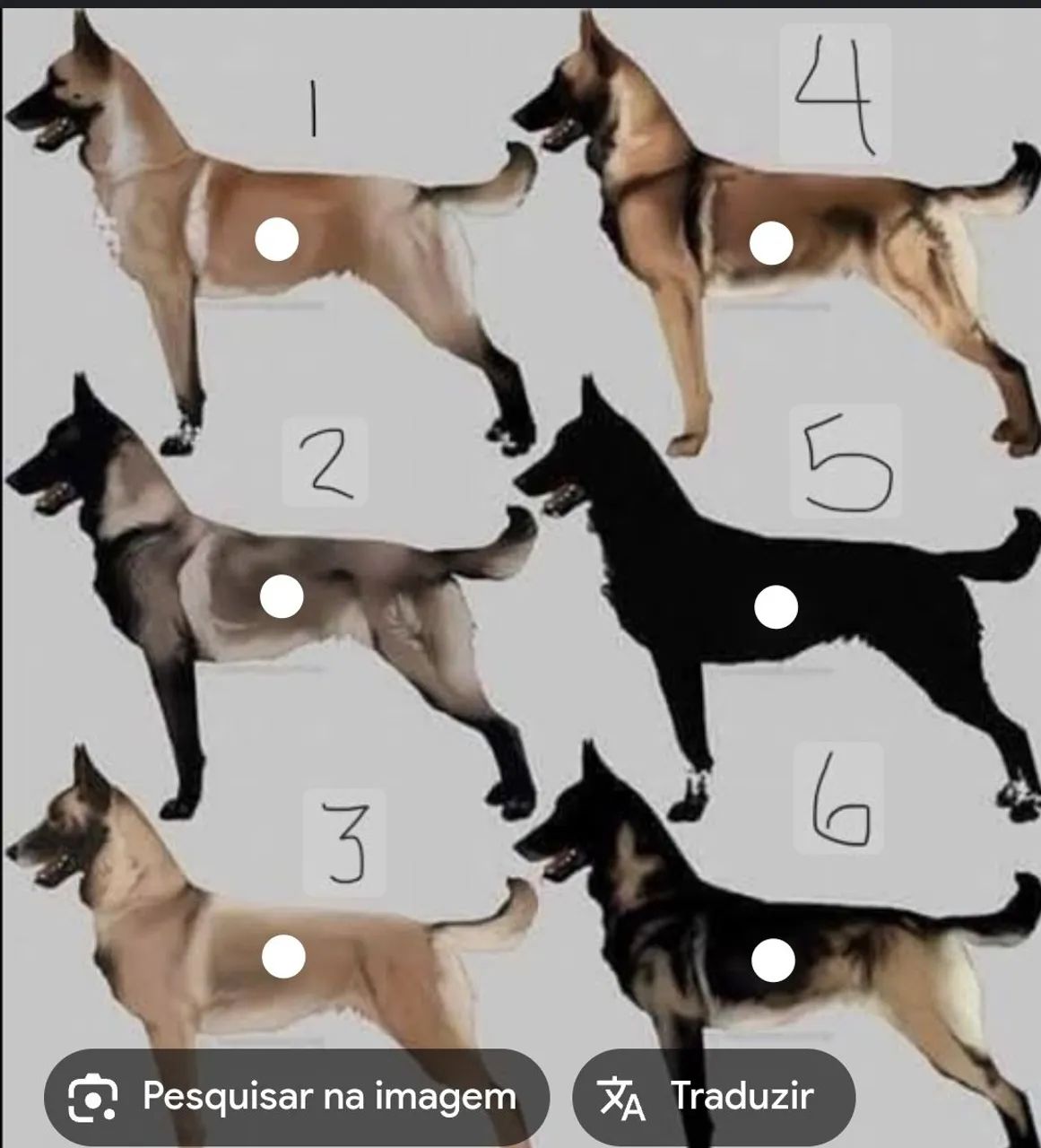 Filhotes de pastor belga malinois  - Foto 5