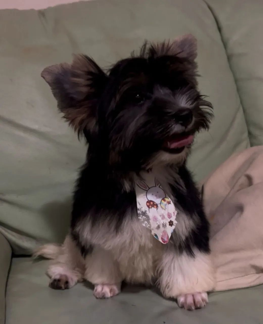 Vendo 1 machinho da raça Biewer terrier.  - Foto 2