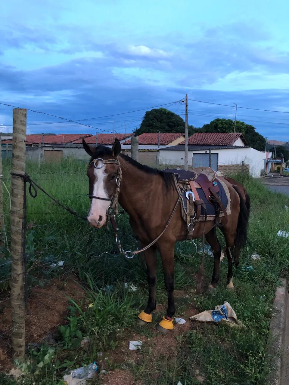 Cavalo novo barato, manso pra criança anda puxou carroça duas vezes de primeira  - Foto 4