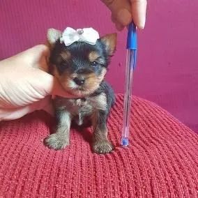Miniatura de Yorkshire micro