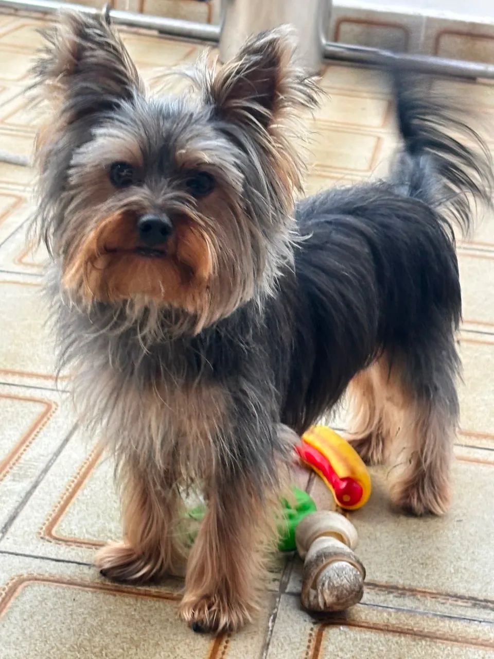 Yorkshire  terrier  - Foto 2