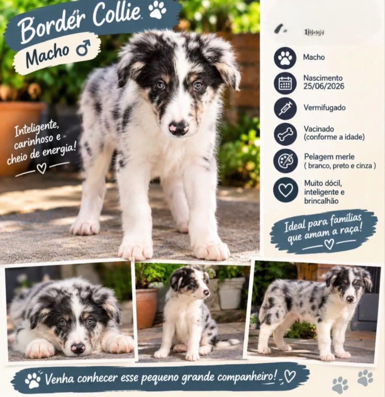 Border Collie