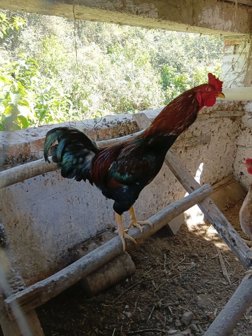 Frango caipira  - Foto 3