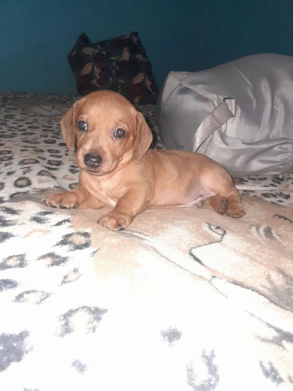 Vendo esse cachorro  - Foto 2
