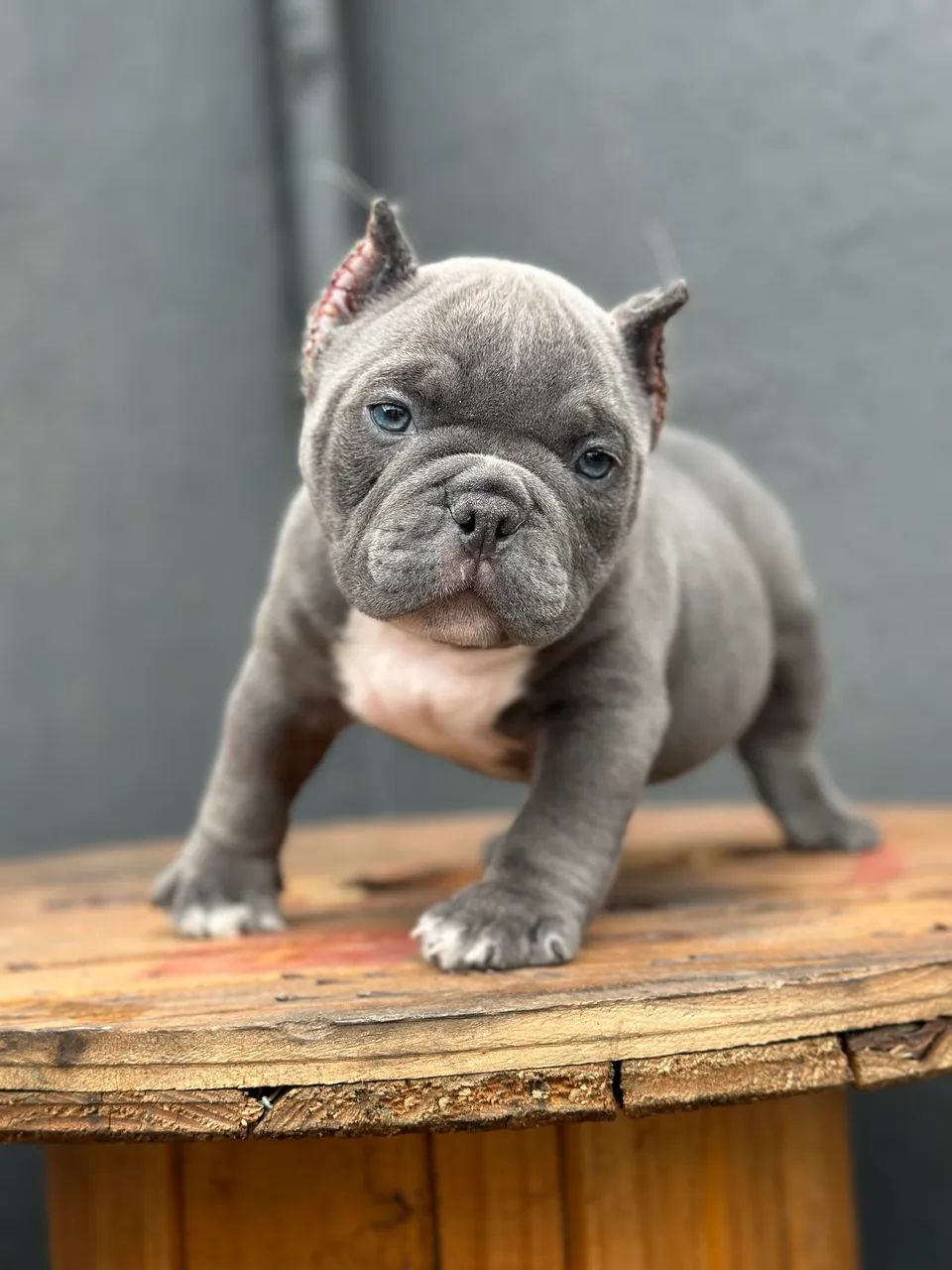 AMERICAN BULLY MICRO - MACHO  - Foto 4