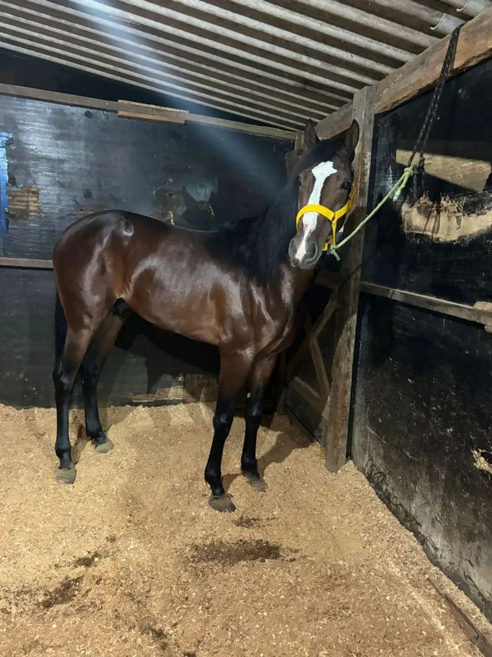 CAVALO SPY MANFUZINHO 5 ANOS LIGEIRO NA SAIA E SEM SAIA  - Foto 3