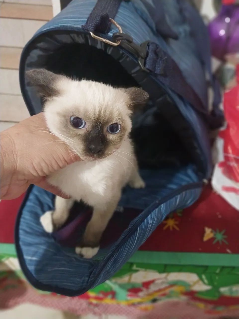 Siamês 