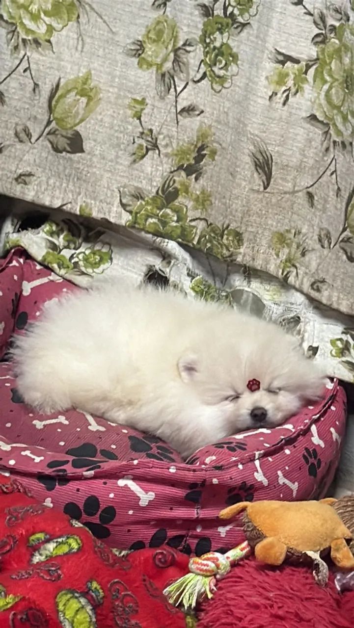 Lindos filhotes de spitz alemão ? - Foto 3