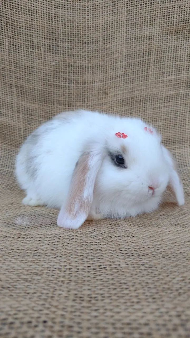 COELHO MINI LOP  - Foto 3