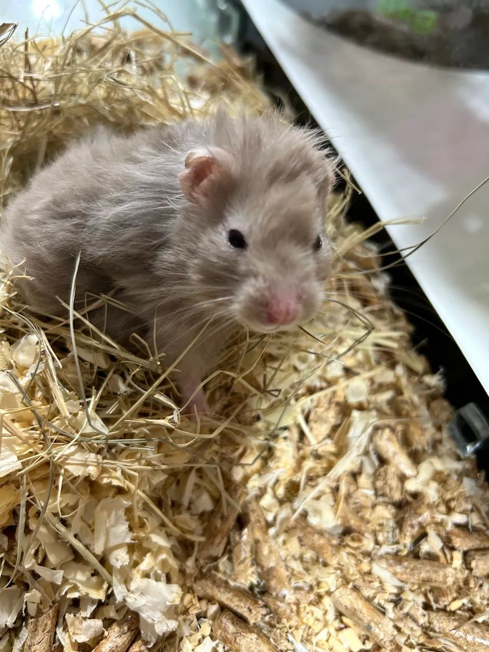 Hamster sírio  - Foto 5