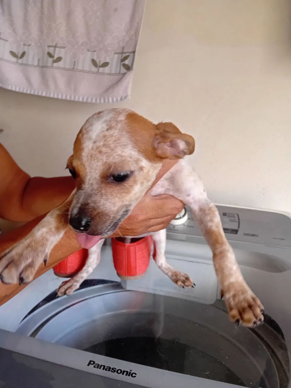 Vira lata pra doação - Foto 4