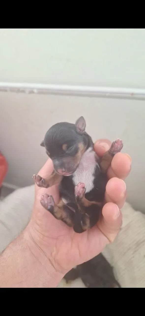 PINSCHER  - Foto 4