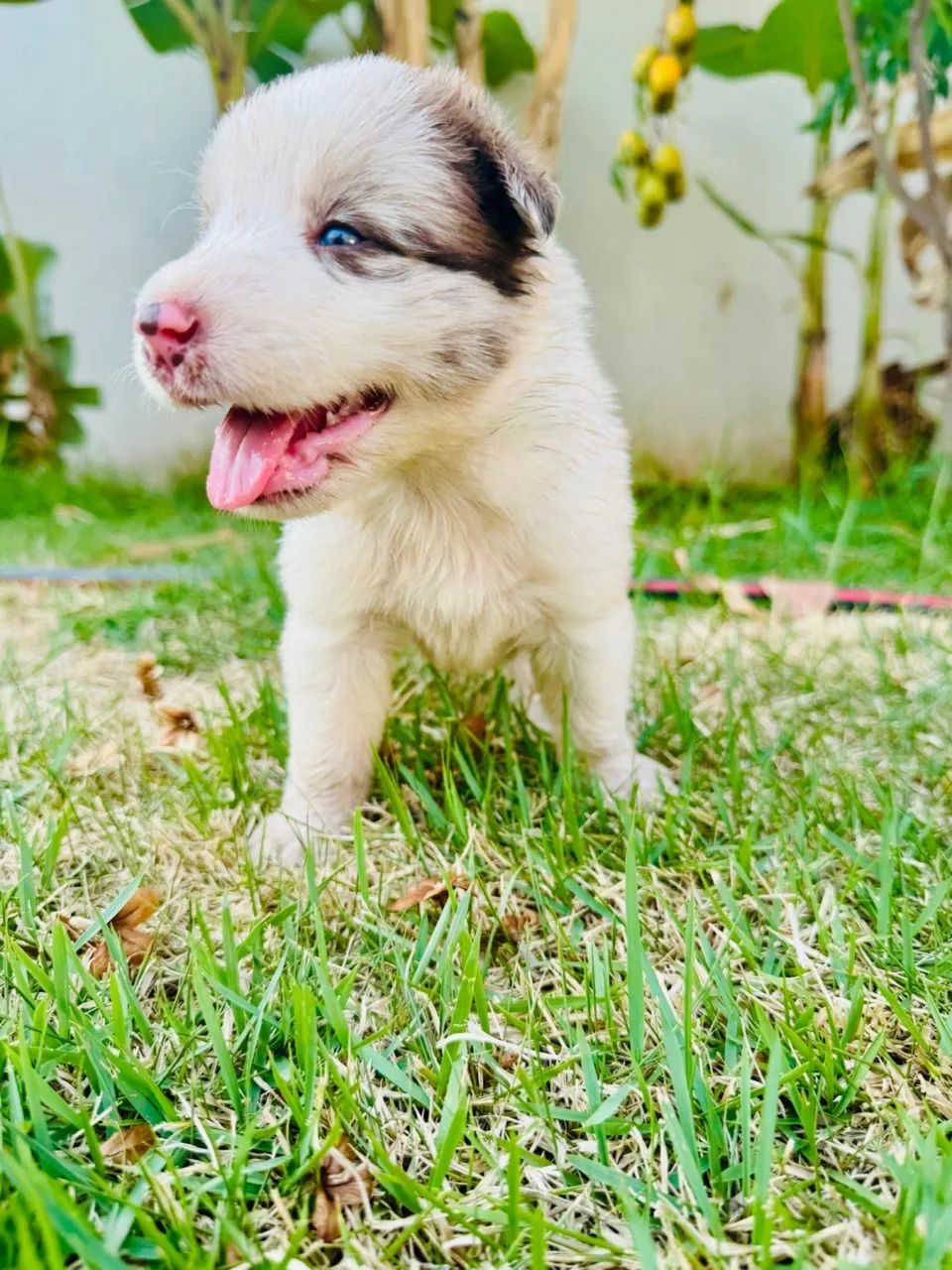 Border Collie - Foto 2