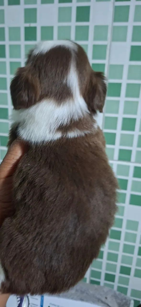 Machos Shitzu Lindos  - Foto 2