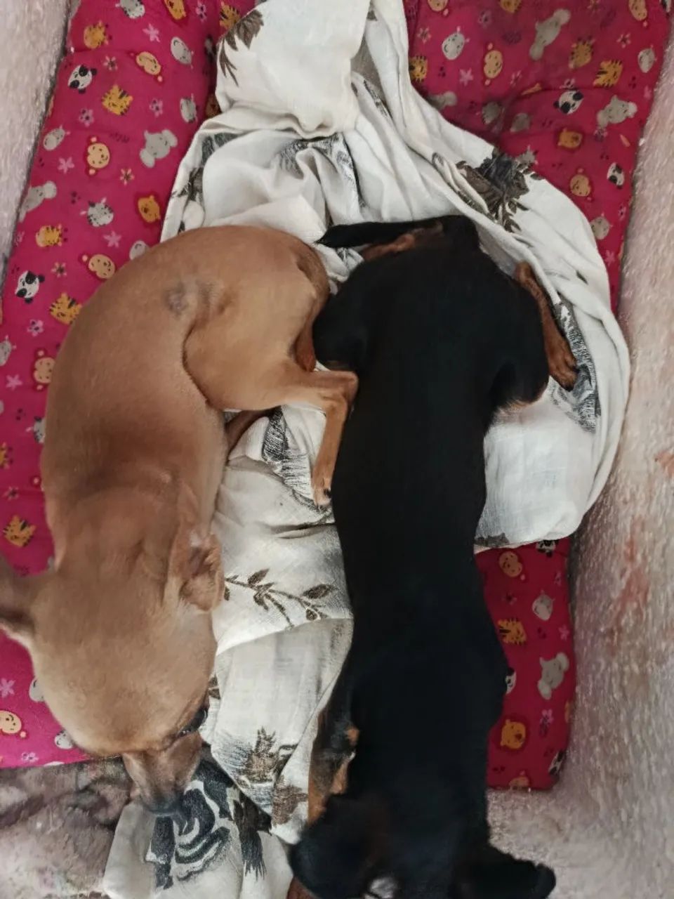 Pinscher 1 - Foto 4
