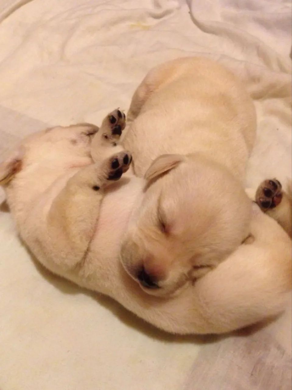 Filhotes golden  - Foto 2