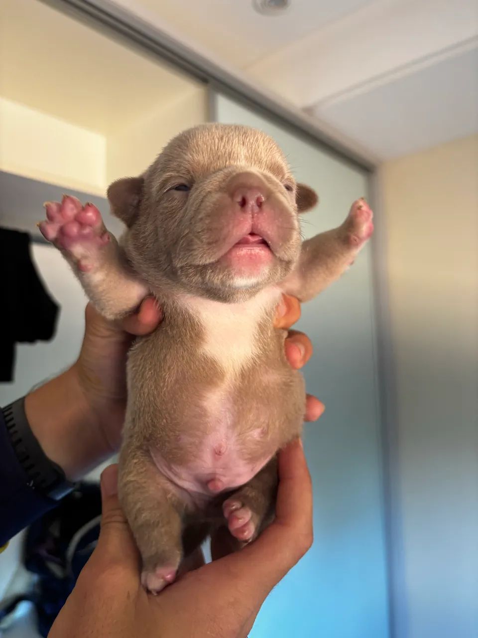 Filhotes American bully  - Foto 2