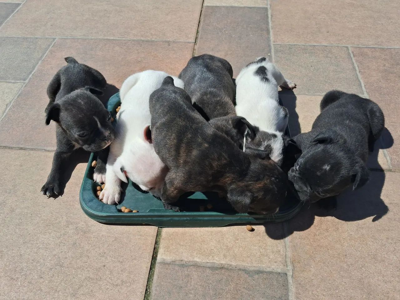 Filhotes buldogue francês 