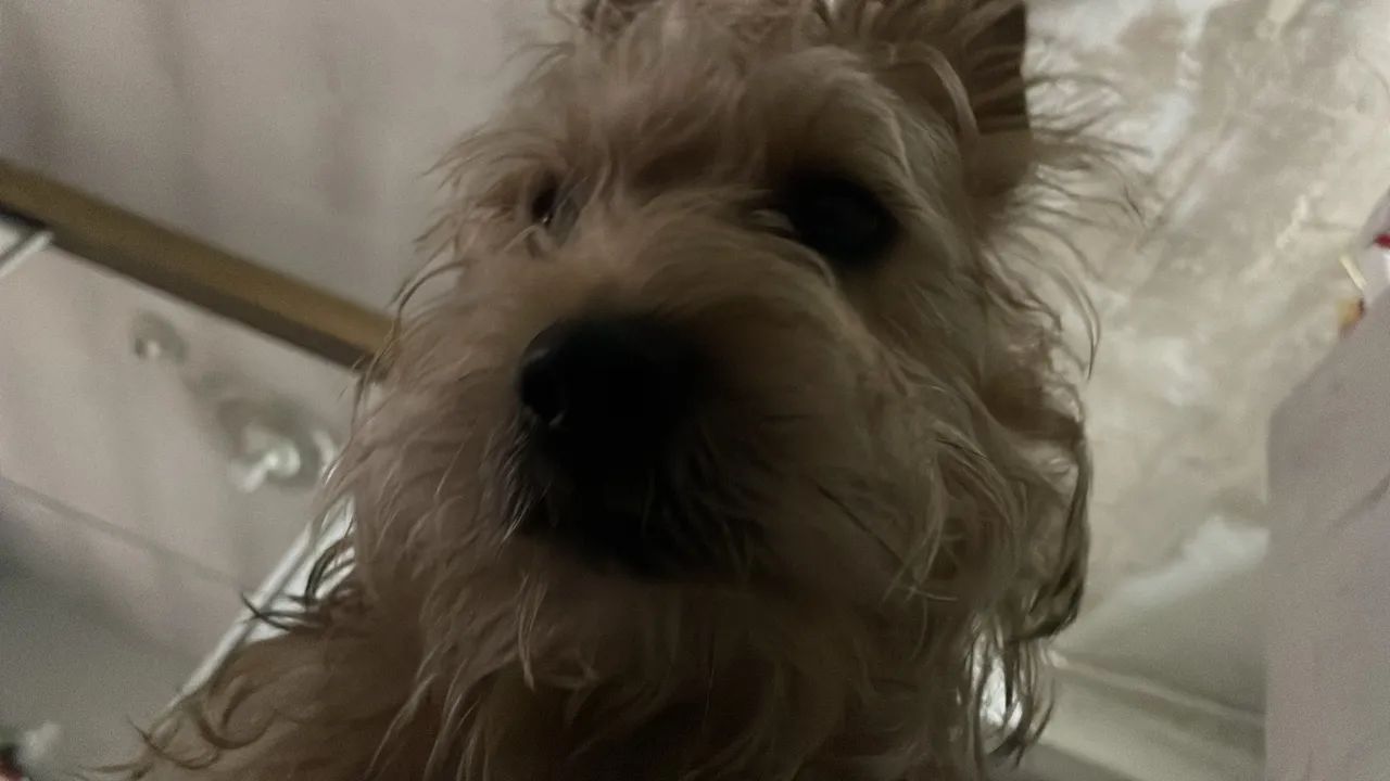 Doação de cachorro  - Foto 2