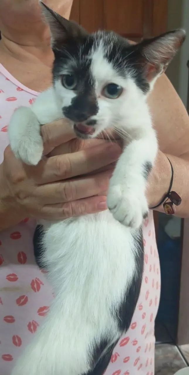 Doação de gatos - Foto 5