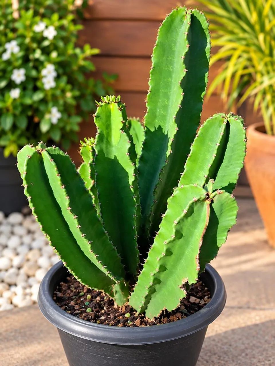 Cacto 50 cm