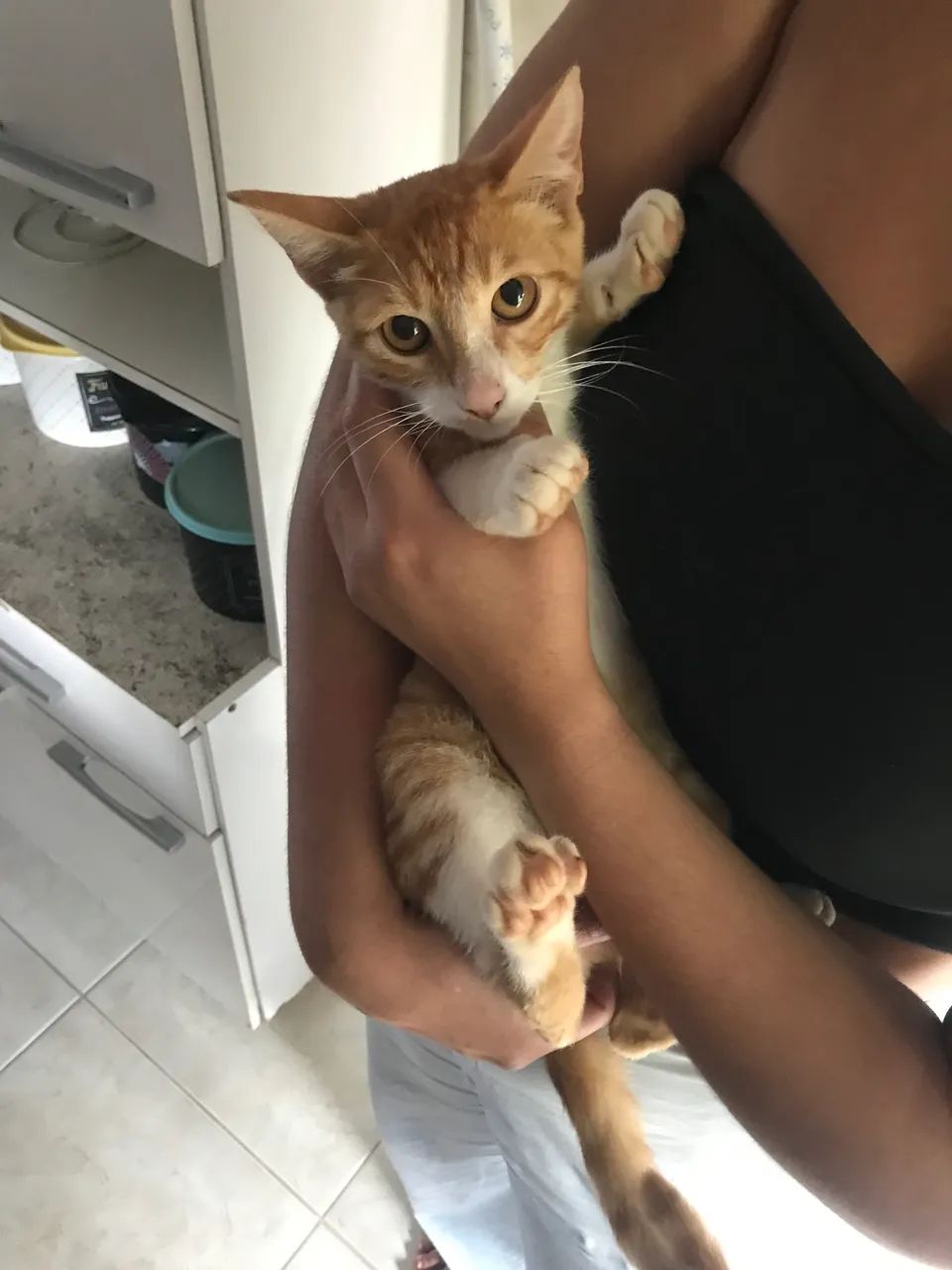 Doação de gato - Foto 2