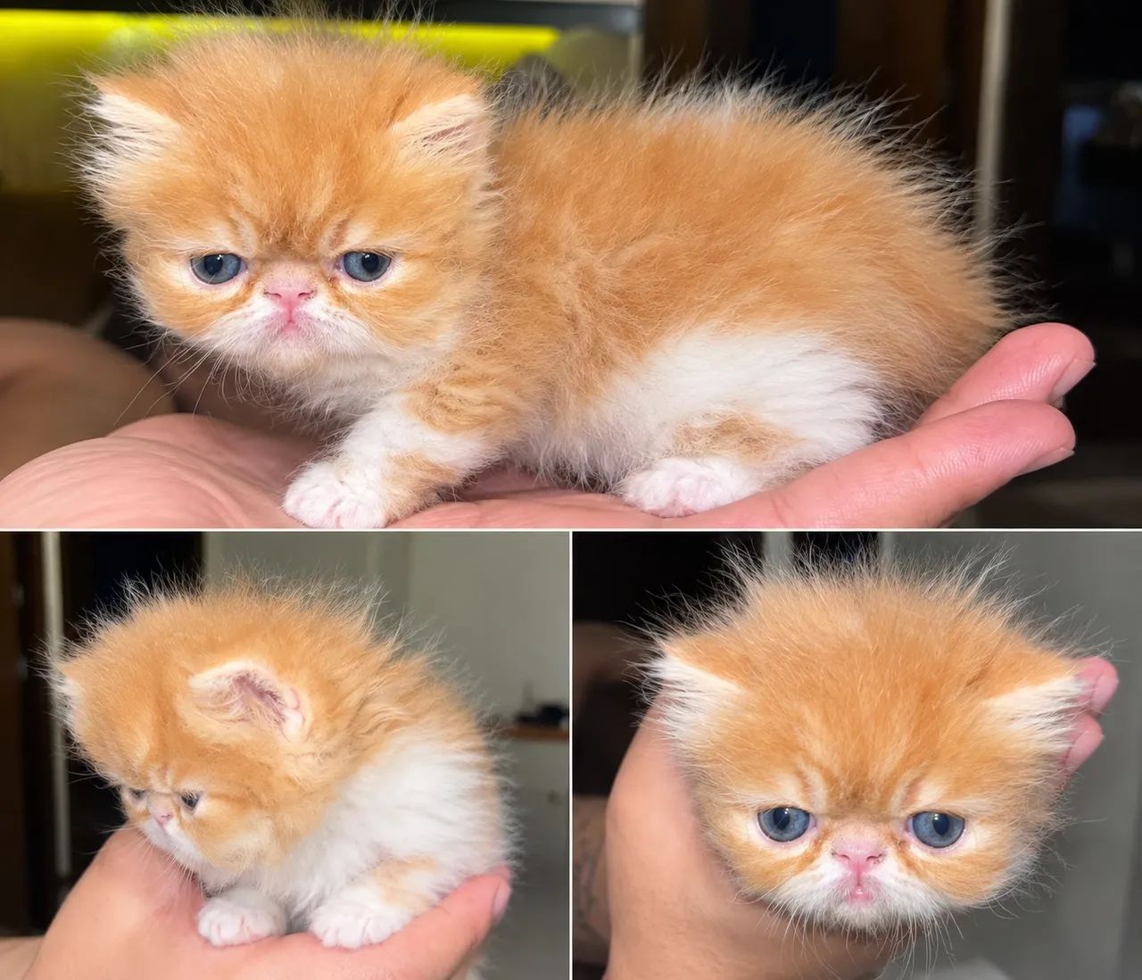 Gatos Persas  - Foto 2