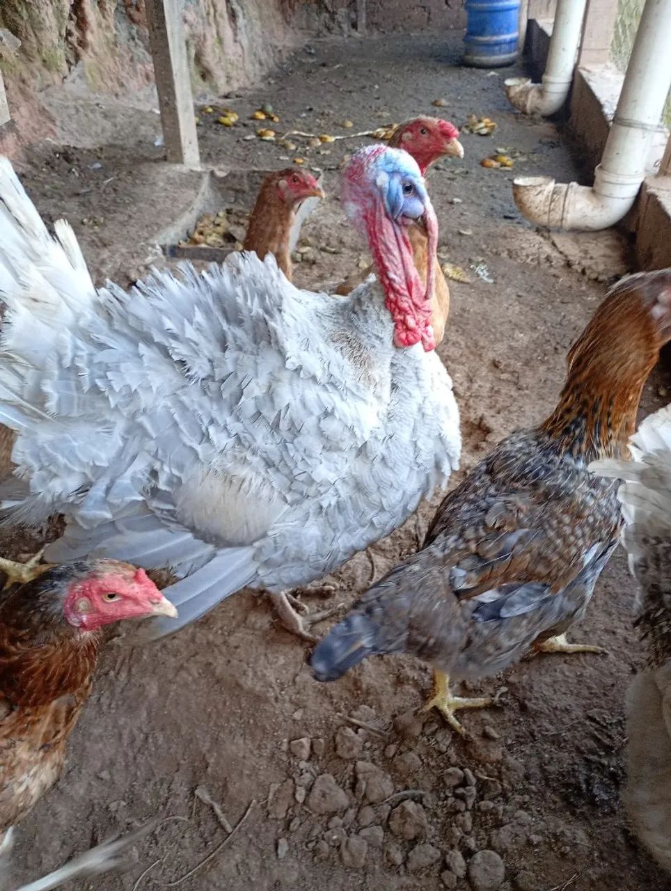 Galinhas e galo