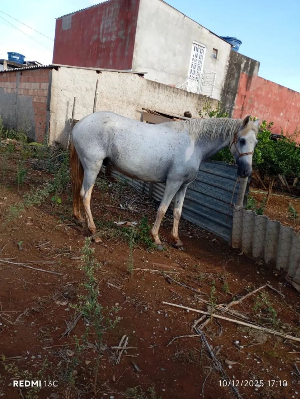 Cavalo branco marchador  - Foto 3