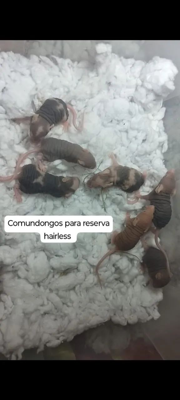 Comundongos disponível para pet  - Foto 2