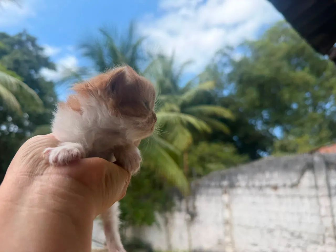 Persa macho - Foto 3