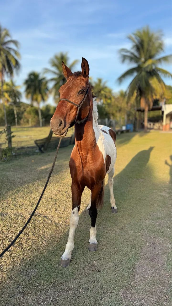 Cavalo Mangalarga MM