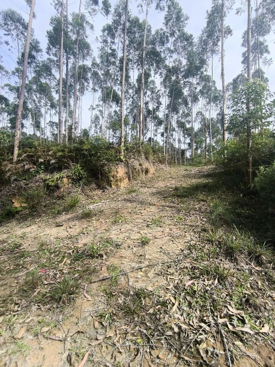 52 Hectares * Aceita permuta - Foto 9