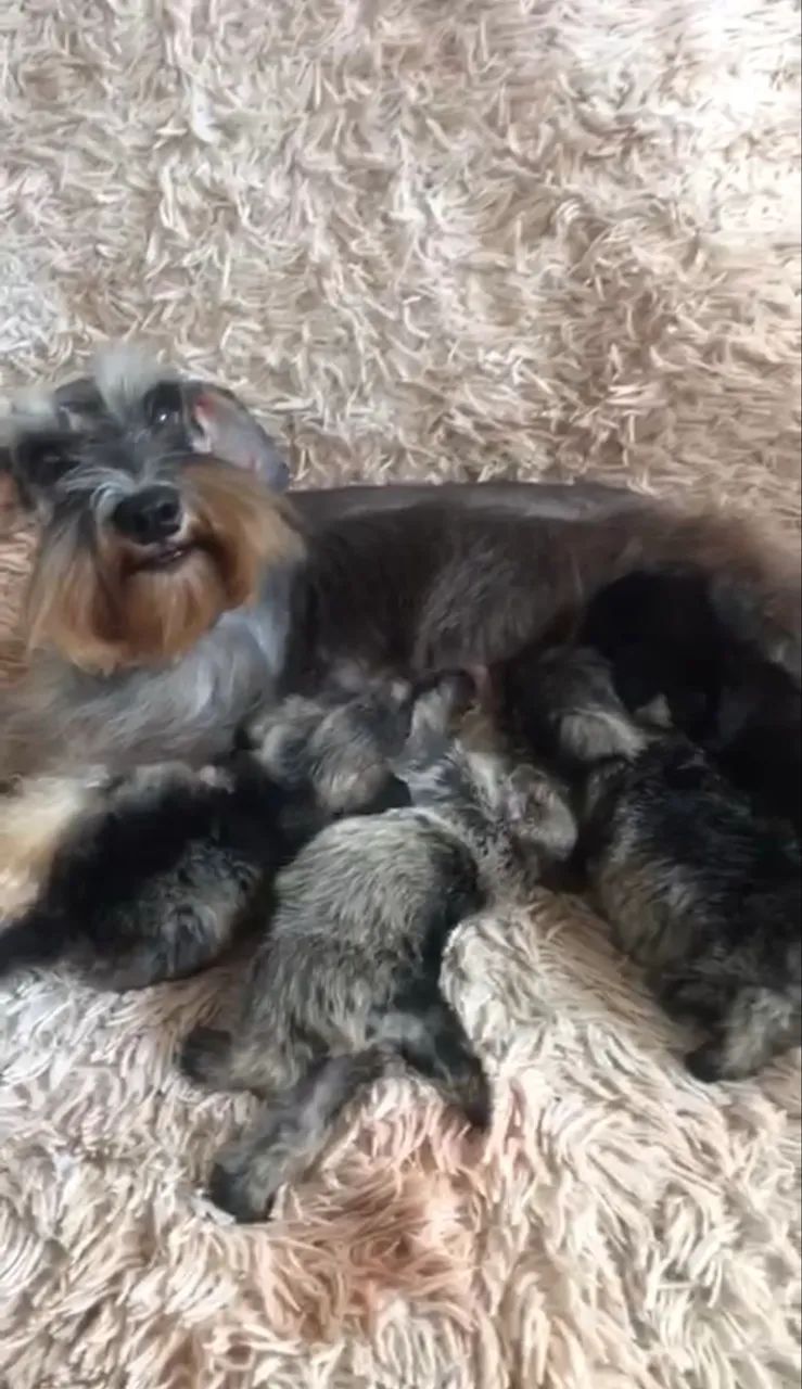 Schnauzer machinho  - Foto 2