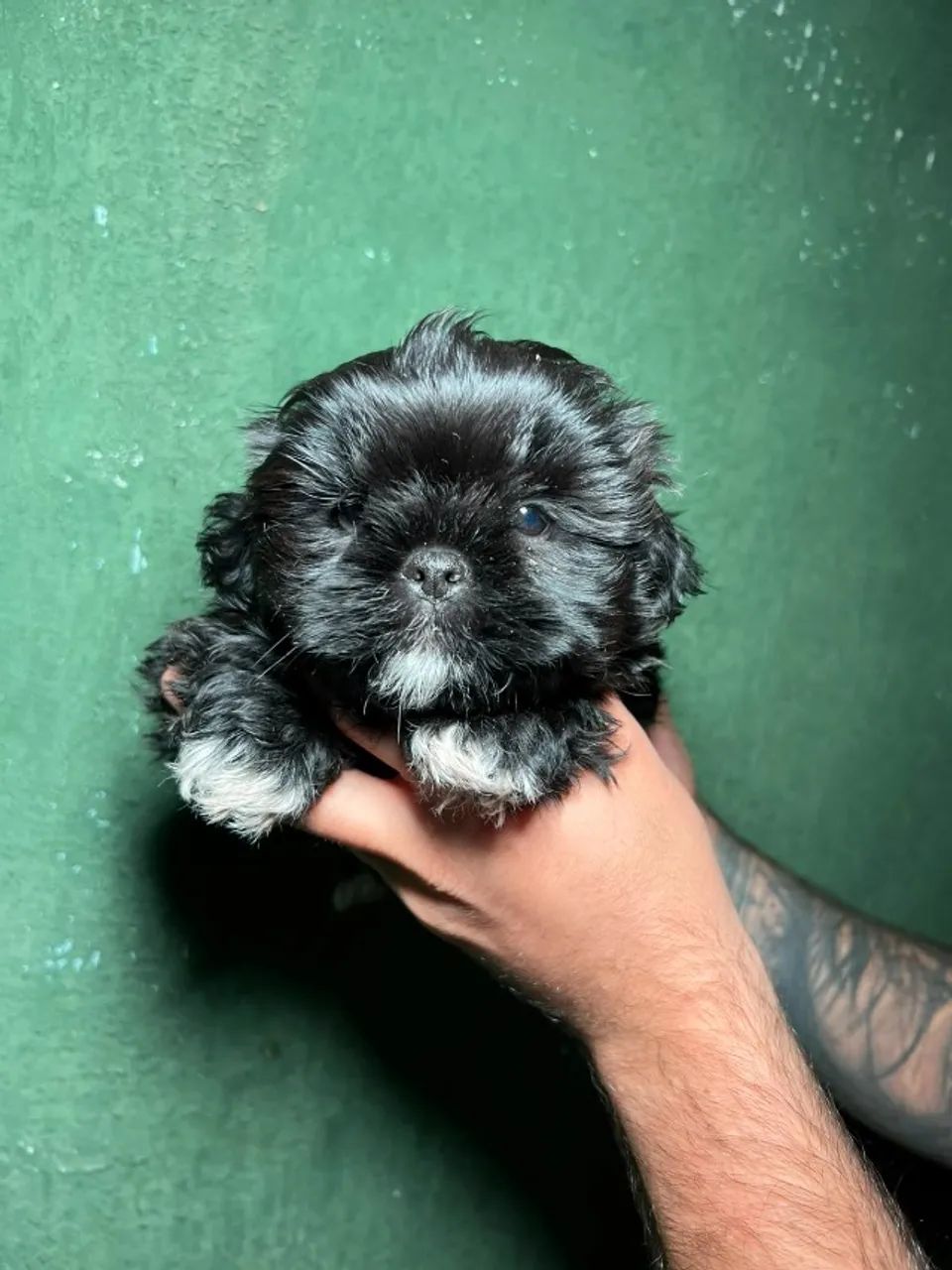 Shih Tzu trazendo felicidade para seu lar