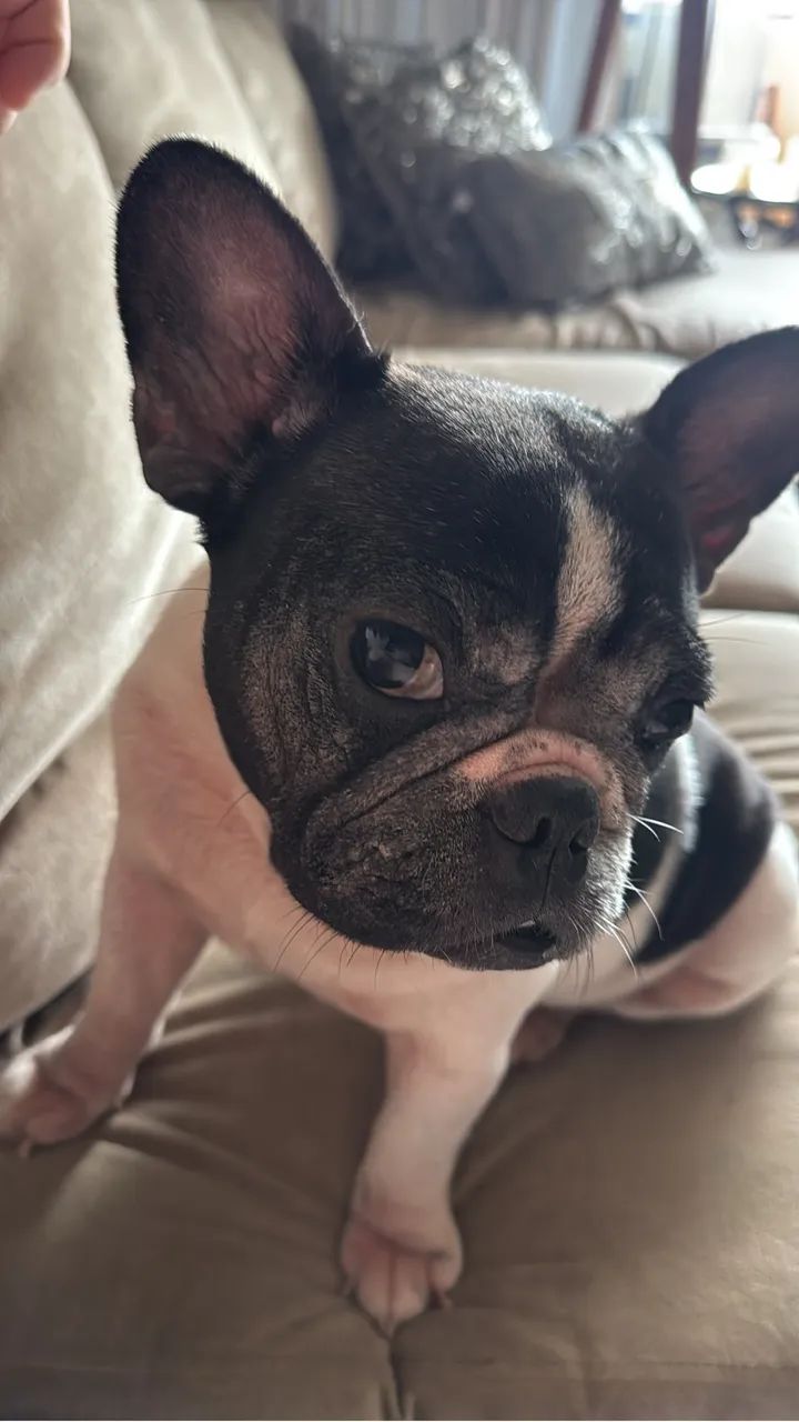 Bulldog Francês  - Foto 2