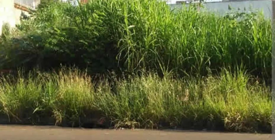Terreno na Estrada das Canoas
